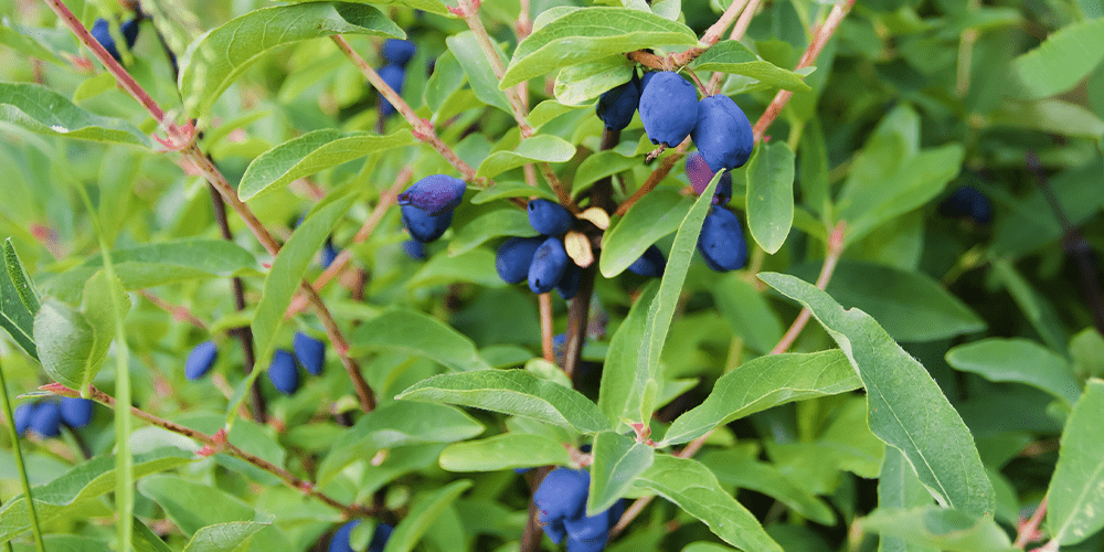 How Berry Producers in Canada Take Care of Haskap Berries?